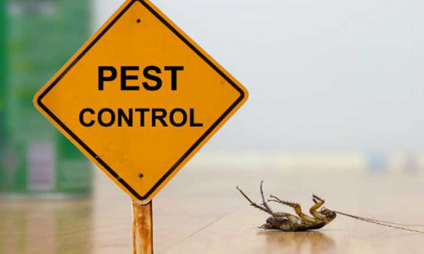 How Can You Search The Pest Control Service In Your Area Online